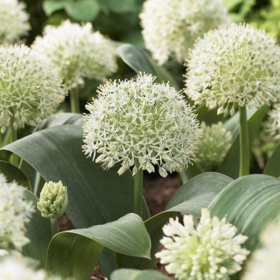 Allium, Dekoratīvais sīpols IVORY QUEEN, Dekoratīvie sīpoli IVORY QUEEN