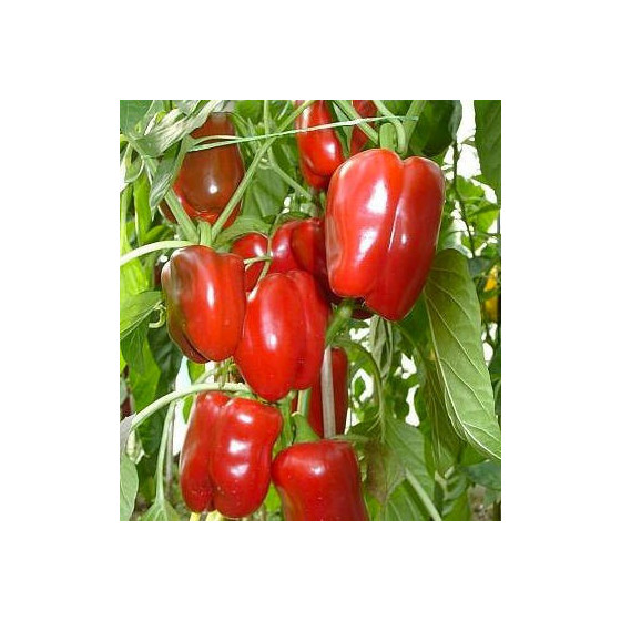 Paprika Jupiter