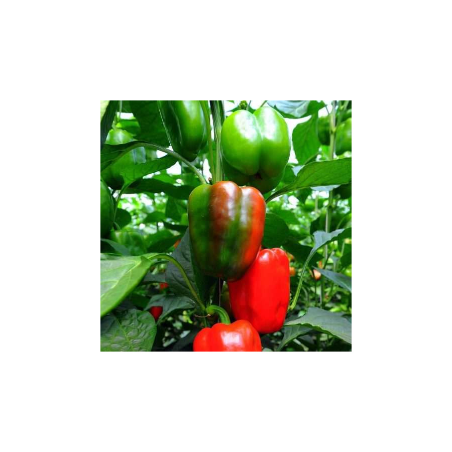 Paprika Jupiter