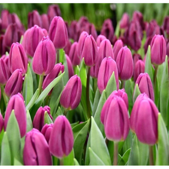 Tulpes PURPLE FLAG (izm.11-12) 5gb