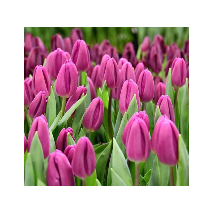 Tulpes PURPLE FLAG (izm.11-12) 5gb
