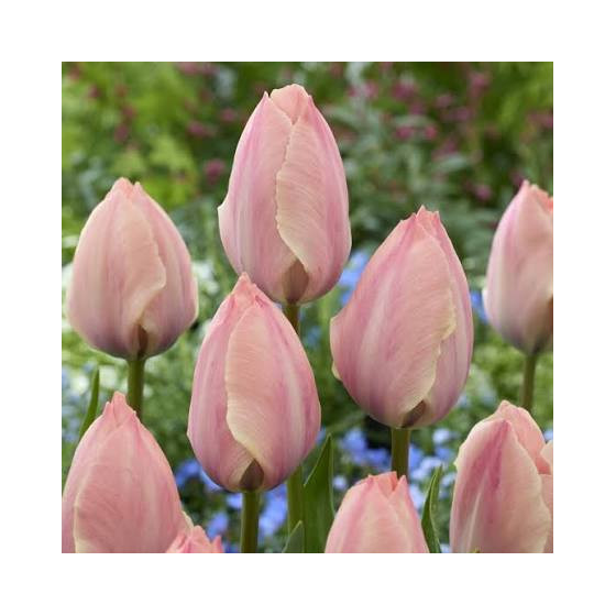 Tulpes Salmon Van Eijk, Tulpju sīpoli Salmon Van Eijk