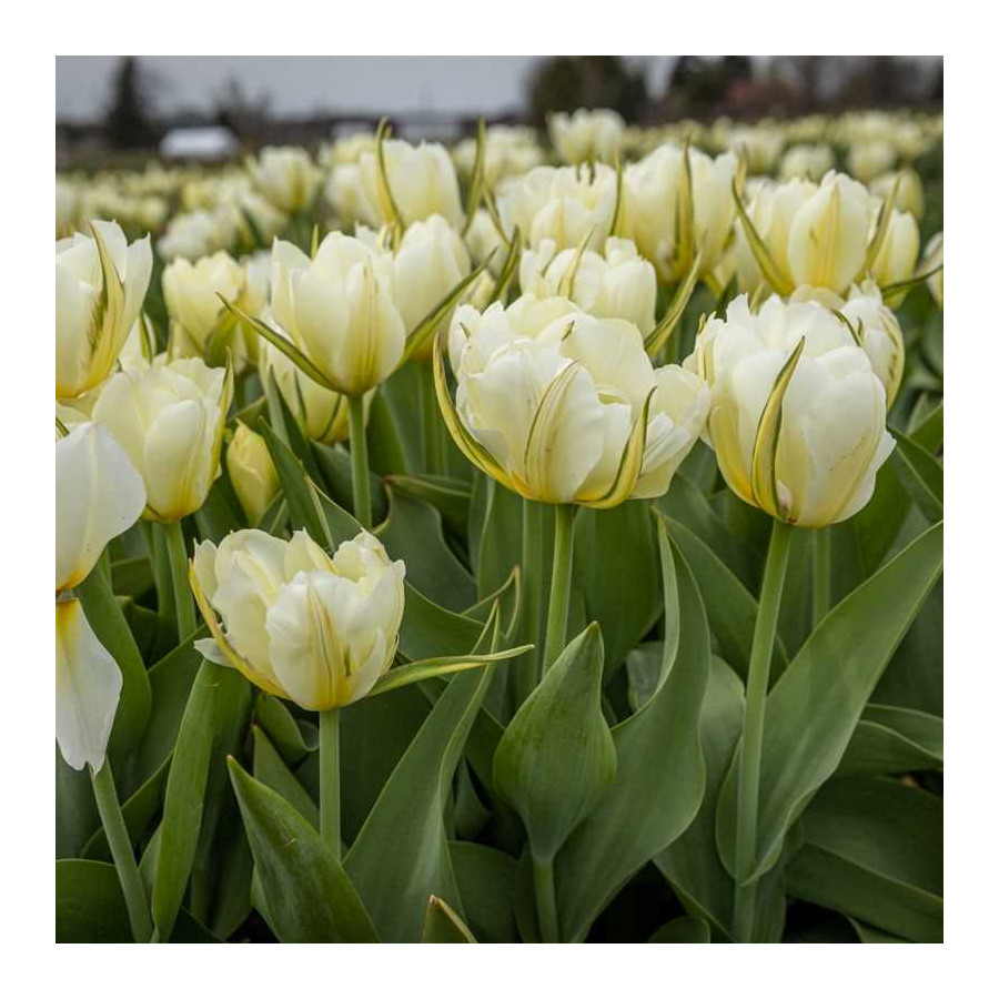 Tulpes WHITE VALLEY, Tulpju sīpoli WHITE VALLEY