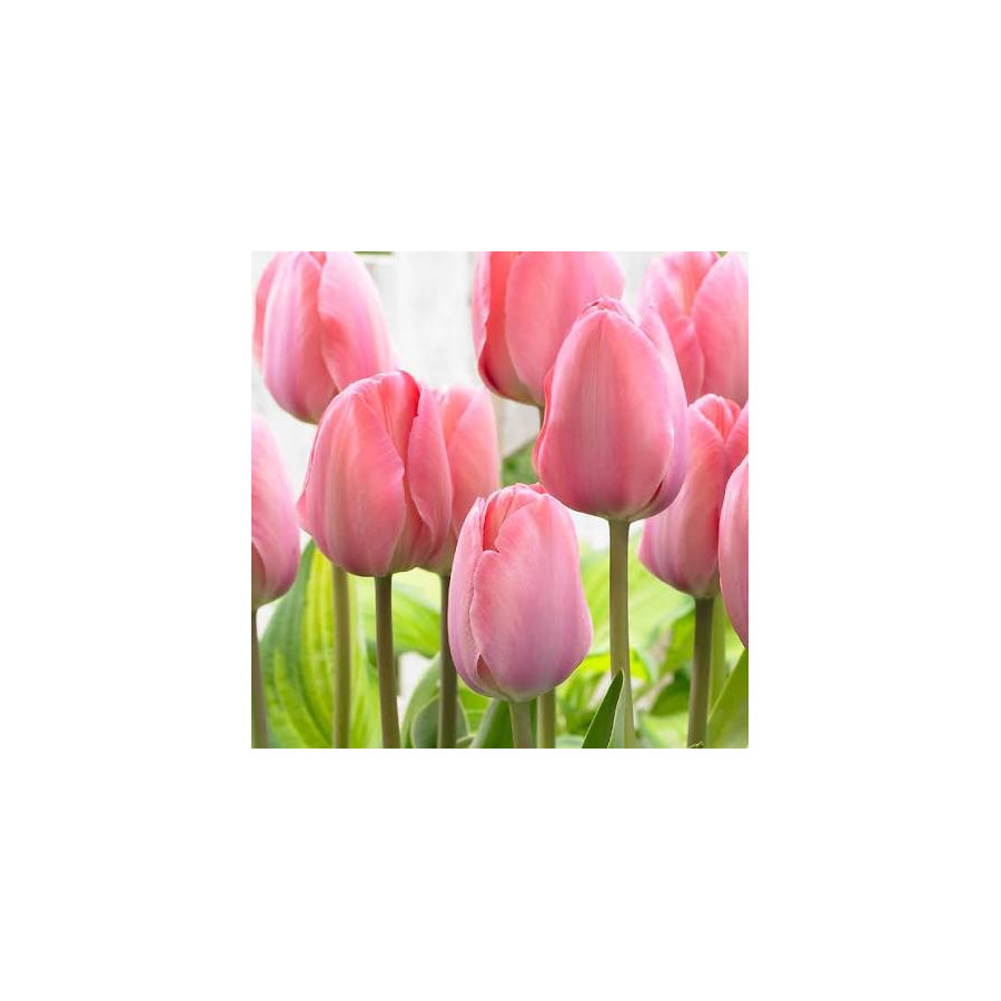 Tulpes MYSTIC VAN EIJK, Tulpju sīpoli MYSTIC VAN EIJK