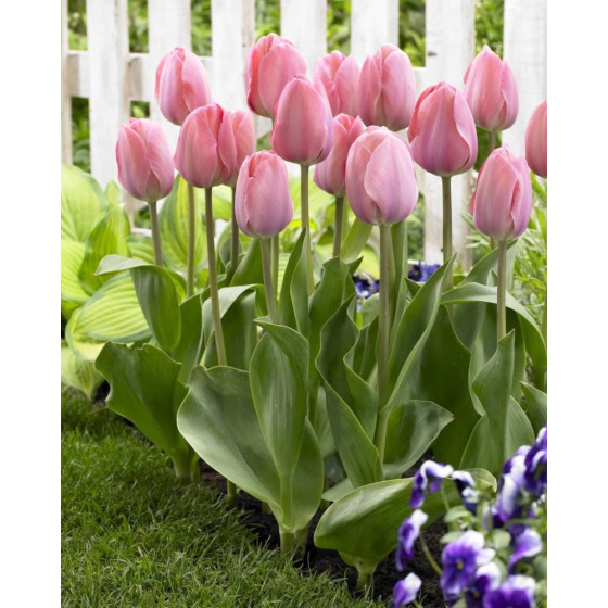 Tulpes MYSTIC VAN EIJK, Tulpju sīpoli MYSTIC VAN EIJK