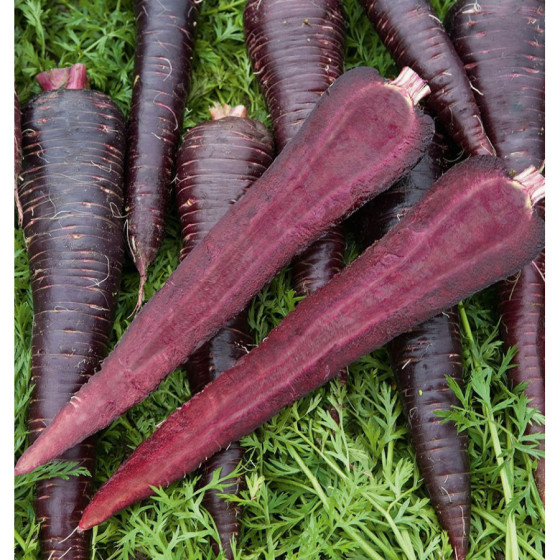 Burkāni Deep purple F1, Burkānu sēklas Deep Purple F1