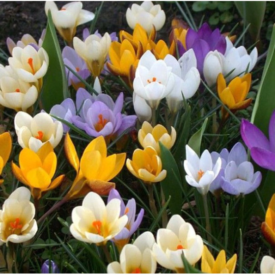 Crocus MIX, Krokusi lielziedu MIX
