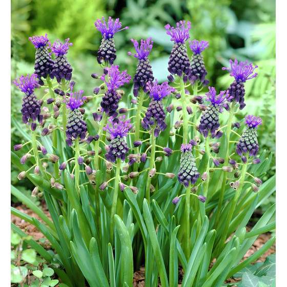 Muskares COMOSUM (izm 6-7), 7gb, Muscari COMOSUM, Muskaru sīpoli