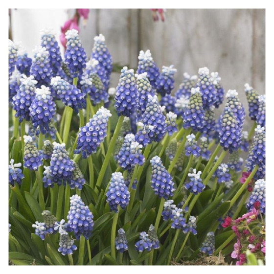 Muskares Touch Of Snow (izm 6-7), 7gb, Muscari Touch Of Snow, Muskaru sīpoli