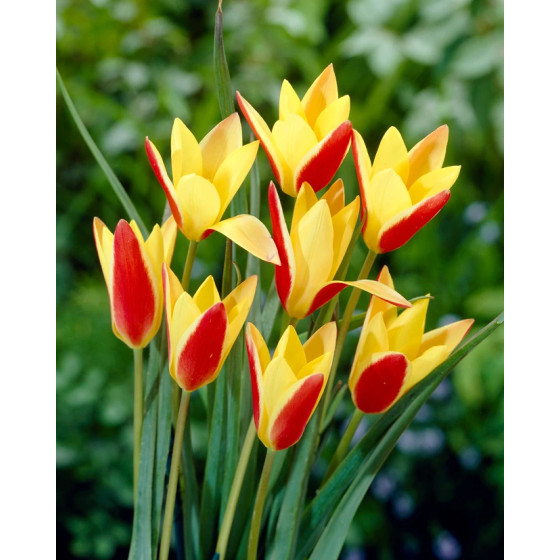 Tulpes Crysantha 5gb, Tulpju sīpoli Crysantha 5gb