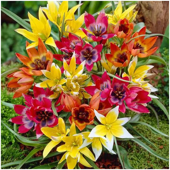 Tulpes botāniskās MIX, Botāniskās tulpes