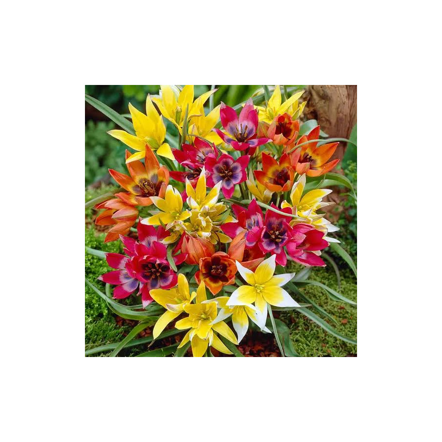Tulpes botāniskās MIX, Botāniskās tulpes