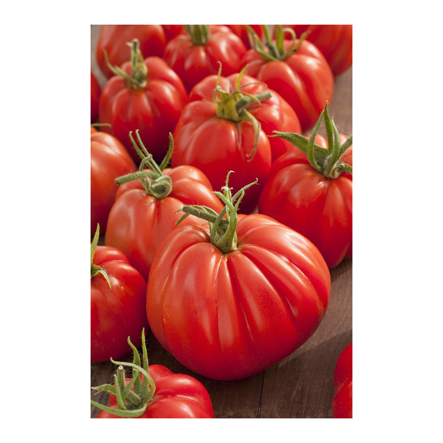Tomāti Corazon, Corazon f1, tomatū sēklas Corazon, tomati Corazon f1