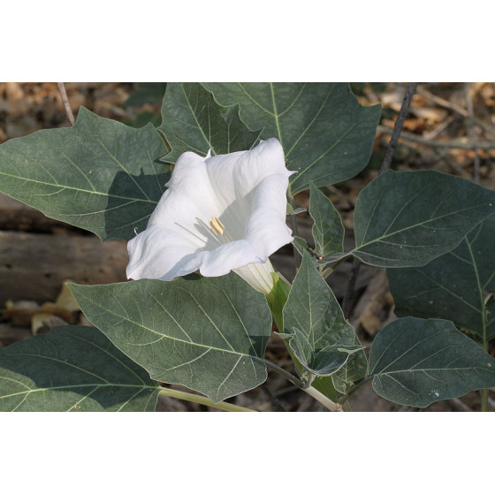 Velnābols, Velnābola sēklas, datura, daturas sēklas