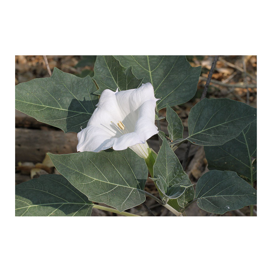 Velnābols, Velnābola sēklas, datura, daturas sēklas