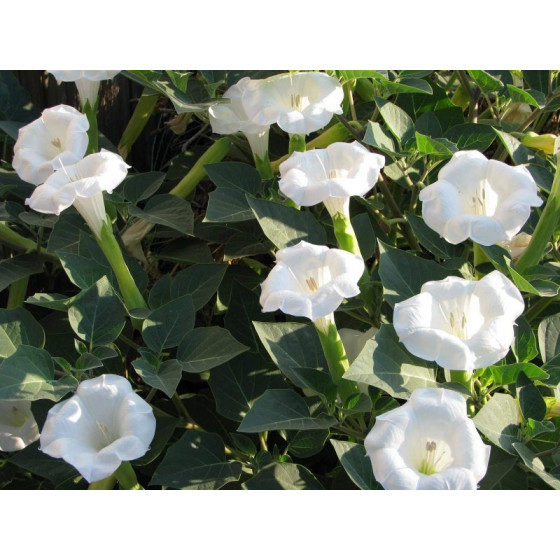 Velnābols, Velnābola sēklas, datura, daturas sēklas