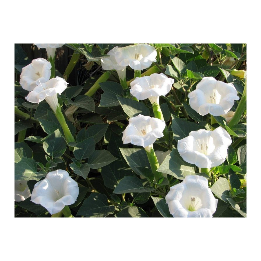 Velnābols, Velnābola sēklas, datura, daturas sēklas