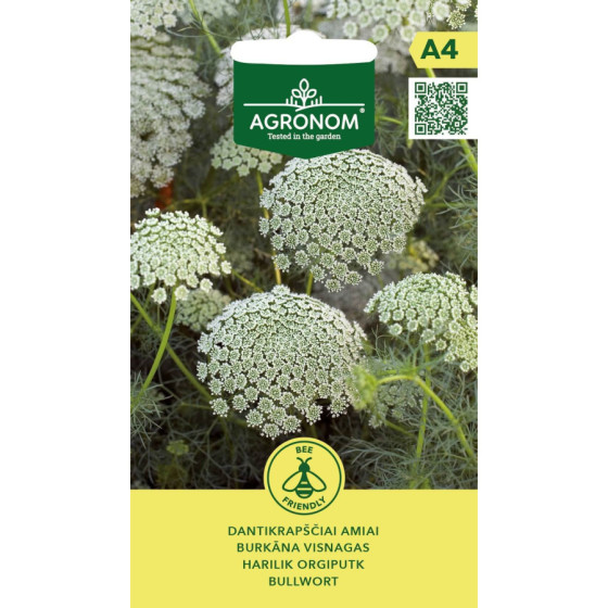 Burkāna visnagas, burkānu visnagas sēklas