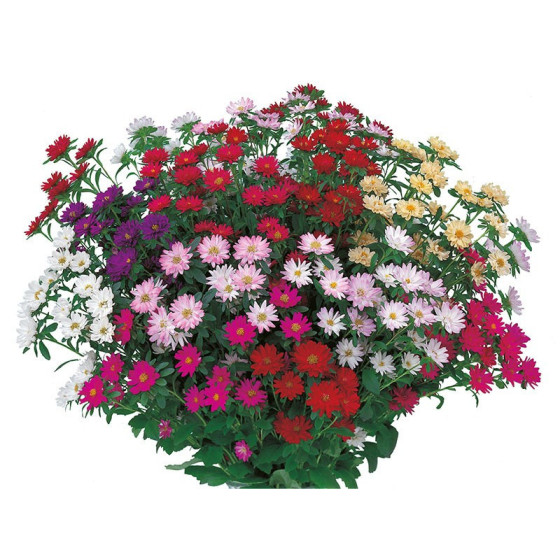 Asteres ķīnas Serenade Mix, Asteres, Asteru sēklas