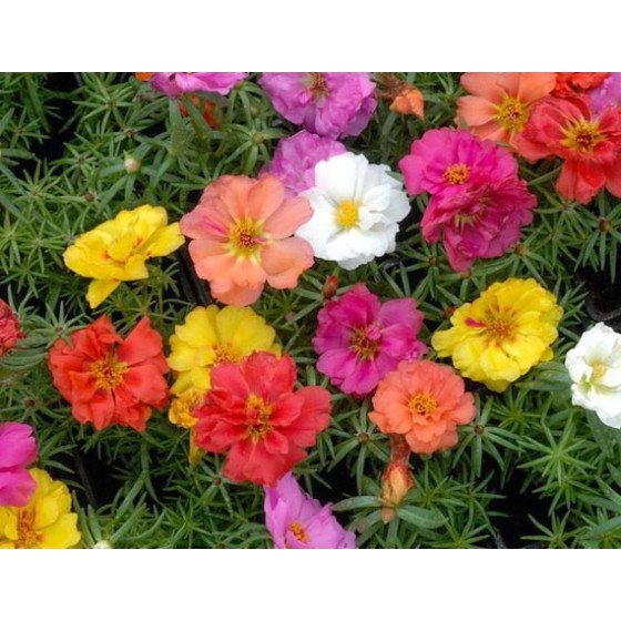 Portulakas lielziedu (pildītas) Mix, Portulakas, Portulaku sēklas
