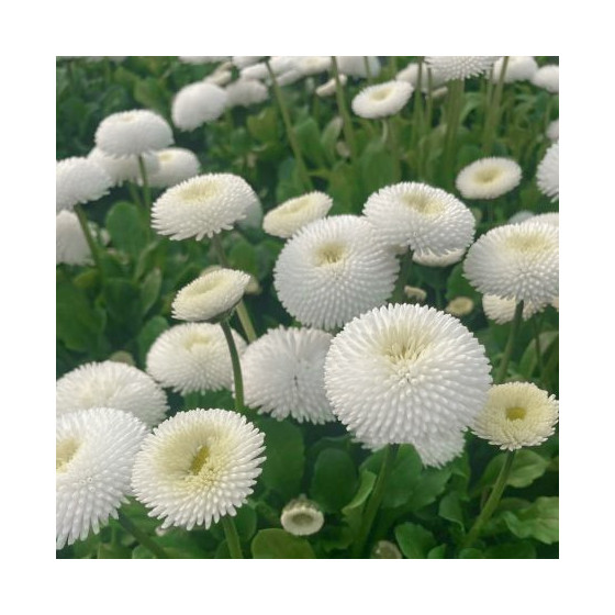mārpuķītes, Bellis perennis, Mārpuķīšu sēklas