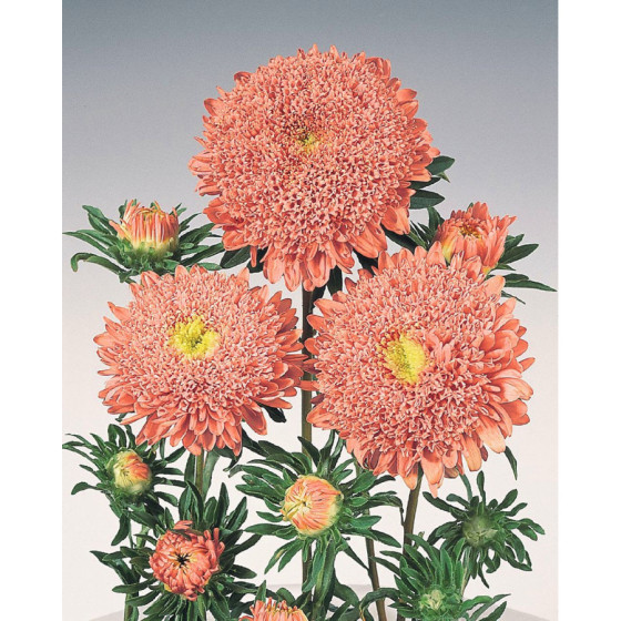 Asteres ķīnas Standy Salmon Pink, Asteres, Asteru sēklas
