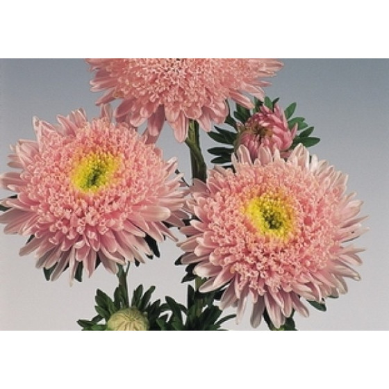 Asteres ķīnas Standy Light Pink, Asteres, Asteru sēklas