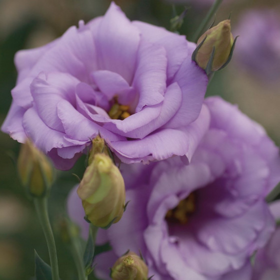 Lizante (Eustoma) Mariachi 2 Lavender F1 10s, Eustomas sēklas