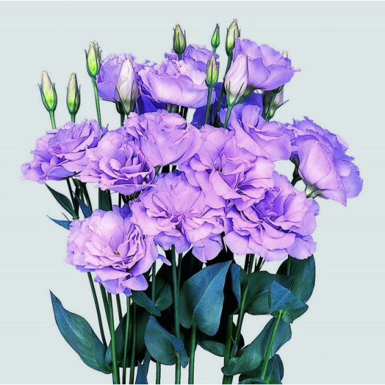 Lizantes sēklas, eustomas sēklas, eustoma, lizante, eustoma grandiflorum