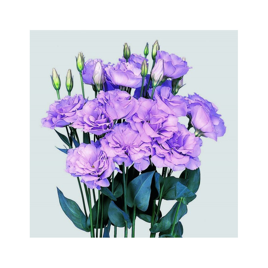 Lizantes sēklas, eustomas sēklas, eustoma, lizante, eustoma grandiflorum