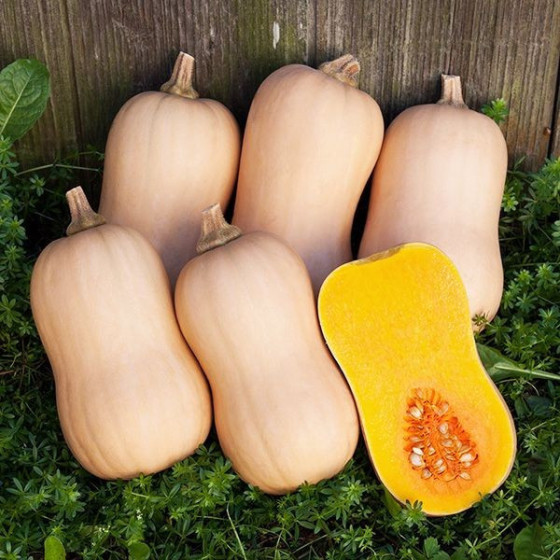 Sviesta ķirbis Tiana F1, Muskata ķirbis, Muskatķirbis Matilda