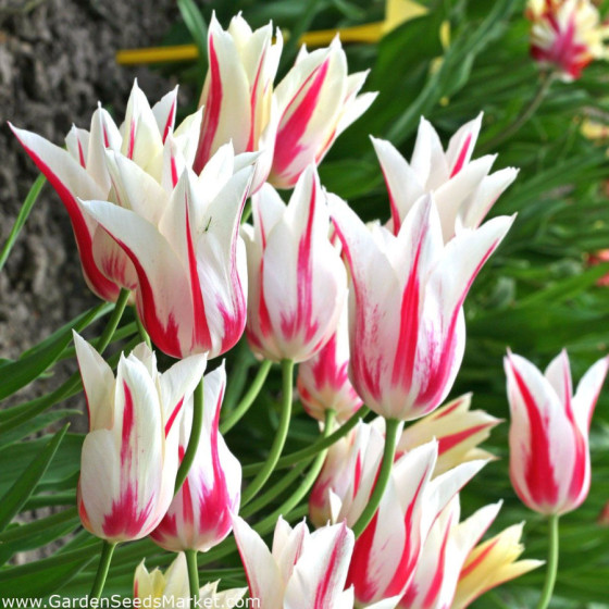 Tulpes Marilyn, Tulpju sīpoli Marilyn,  Sīpolpuķes