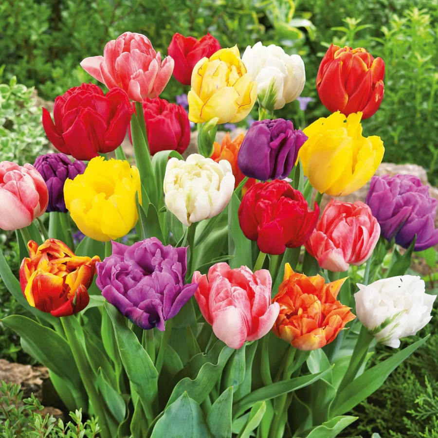 Tulpes pildītās Double MIX 5gb, Pildītās tulpes, Tulpju sīpoli, Tulpes Double