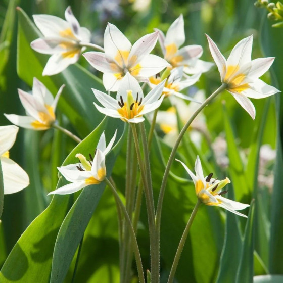 Tulpes Turkestanica, Savvaļas tulpes, Savvaļas tulpju sīpoli, Botāniskās tulpes