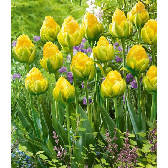 Tulpes Vanilla Coupe, Tulpju sīpoli Vanilla Coupe