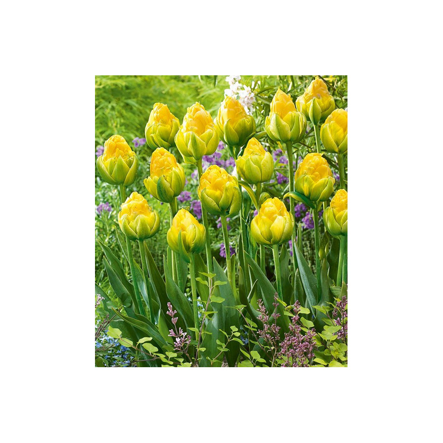 Tulpes Vanilla Coup, Tulpju sīpoli Vanilla Coup