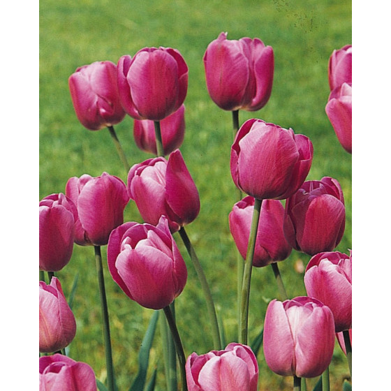 Tulpes Scotch Lassie 5gb