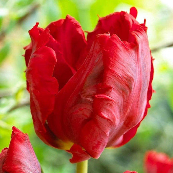 Tulpes Red Parrot