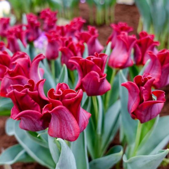 Tulpes Red Dress, Tulpju sīpoli