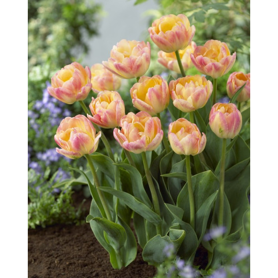 Tulpes Creme Upstar