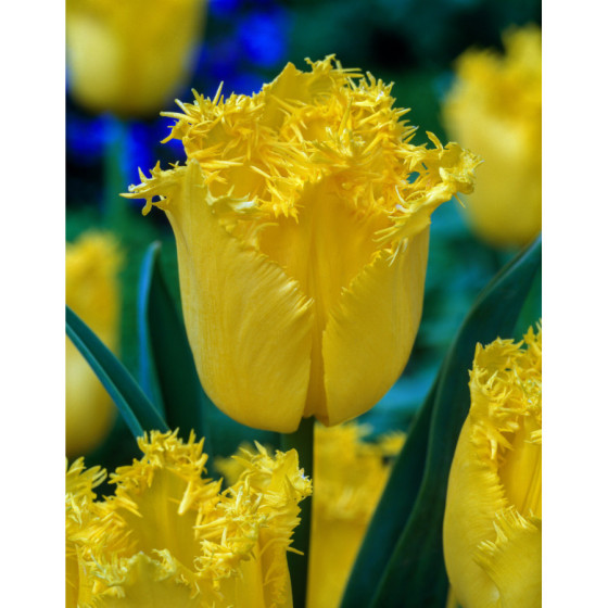 Tulpes HAMILTON, Tulpju sīpoli Hamilton