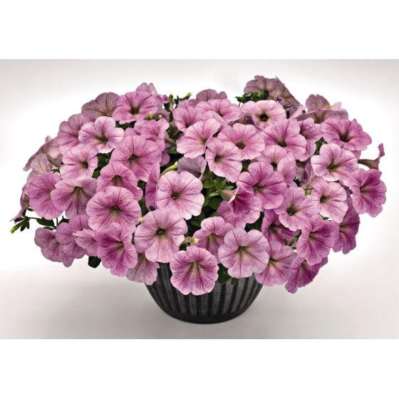 Petunia SUCCESS! TR Silver Vein, Petūniju sēklas