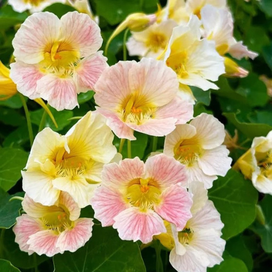 Kreses krūmu TIP TOP PINK BLUSH, kreses, puķu sēklas, krūmu kreses, Kreses sēklas