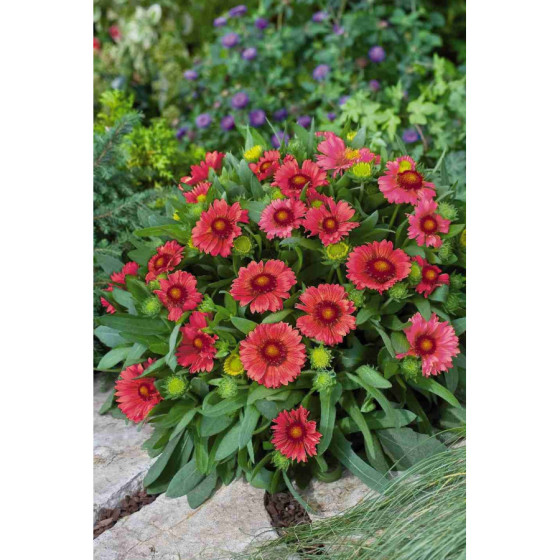 Gailardijas, gailardiju sēklas, lielziedu gailardija, gaillardia grandiflora