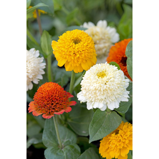 Cinnijas, cinniju sēklas, zinnia elegans, Zinnia Cresto Citrus Mix