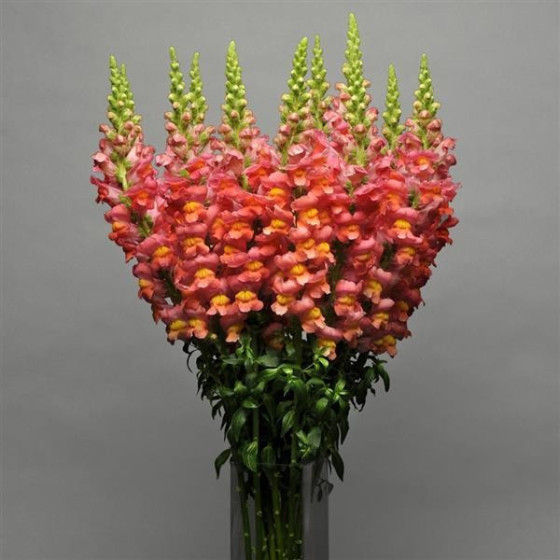 Lauvmutītes Maryland Dark Orange, Antirrhinum majus, Lielās lauvmutītes, Pildītās lauvmutītes