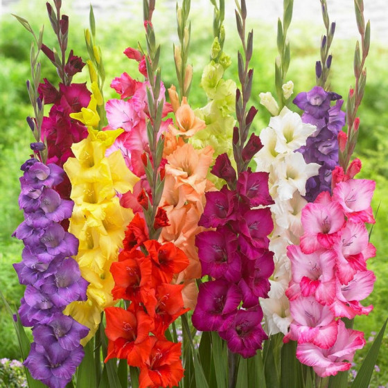 Gladiolas MIX (izm.12-14) 8gb, Gladiolu sīpoli, Gladiolas, Nopirkt gladiolas