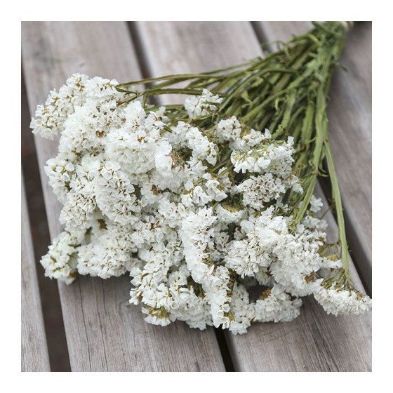 limonijas, limoniju sēklas, sausziedes, sausziežu sēklas, sausziedes