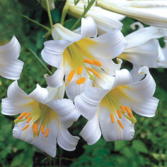 Lilija Regale Album, Lilium Regale album, Trompetveida lilijas, Trompešu lilijas