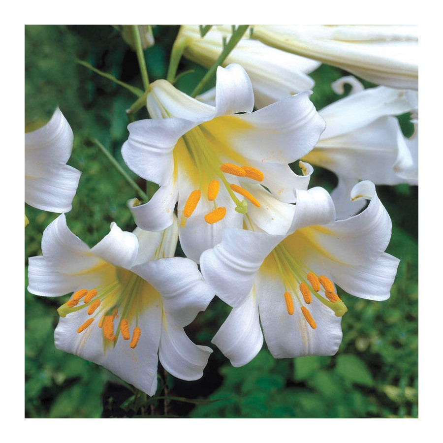 Lilija Regale Album, Lilium Regale album, Trompetveida lilijas, Trompešu lilijas
